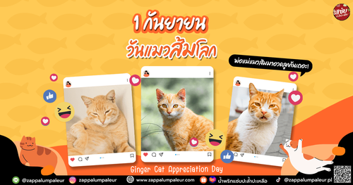 แมวส้ม blog.png